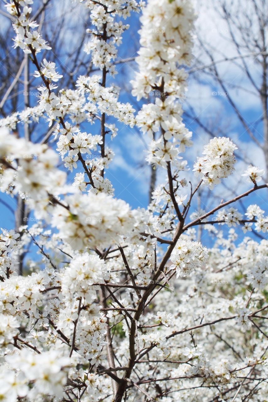 Close-up of cherry blossom