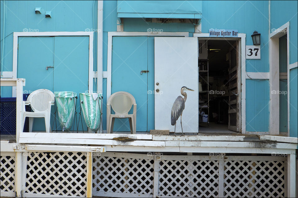 Great blue heron visitor