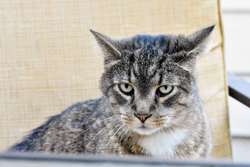 Cute cat sitting on chair 