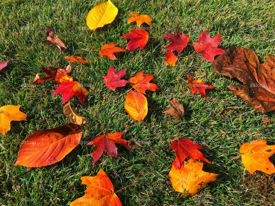 Leaves of fall in the grass.