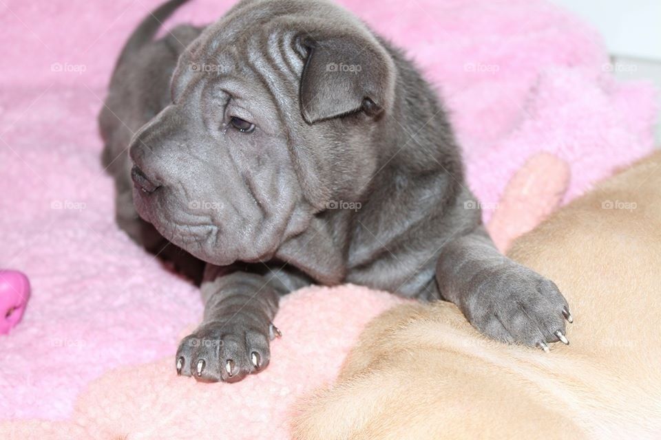 Sharpei Puppy