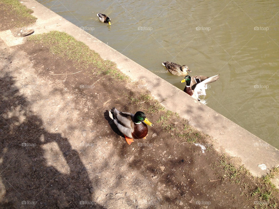 Ducks