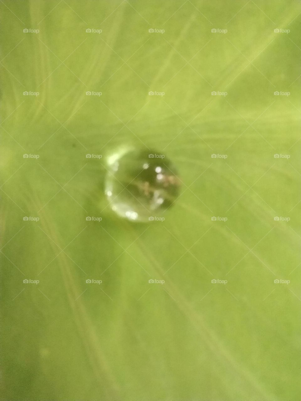 water drop on leaf