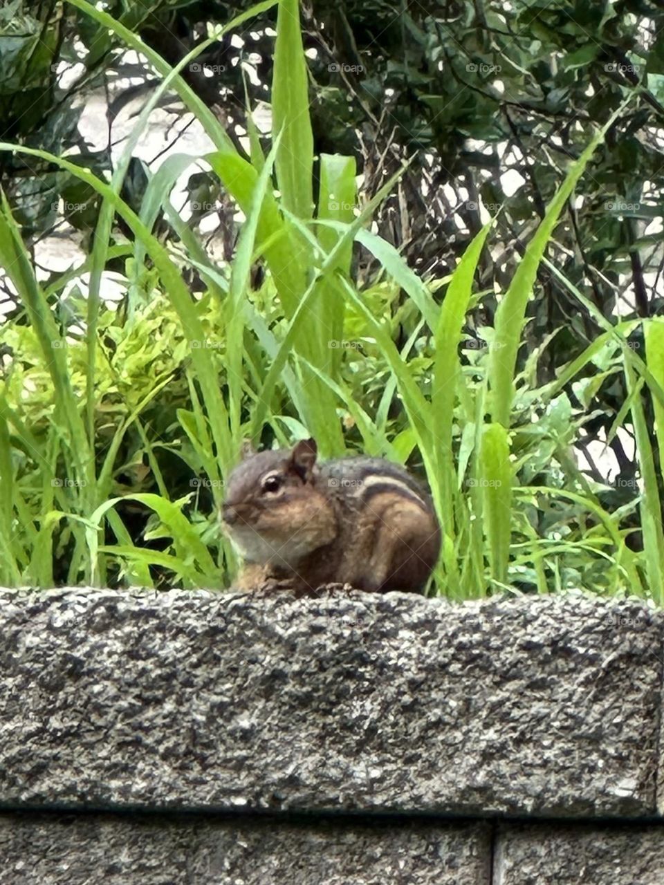 Backyard wildlife chipmunk on stone wall neighborhood foraging nature summer weeds landscaping