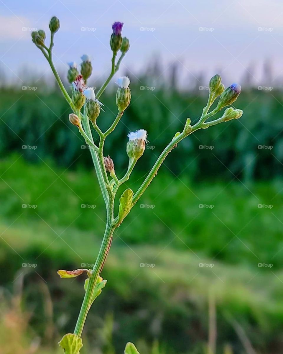 nature pictures  click by @divy.gahelot