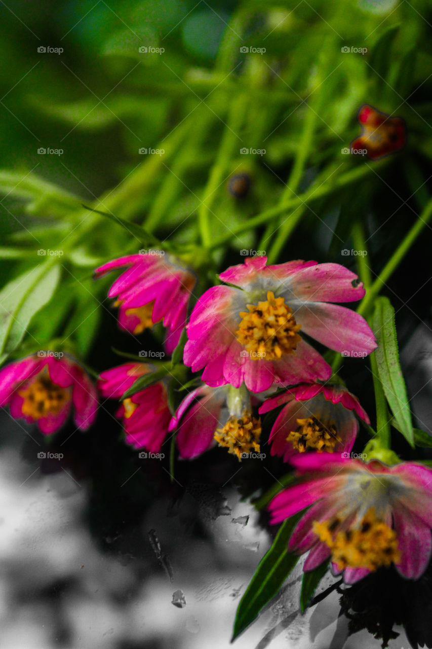 pink colour flowers with green background