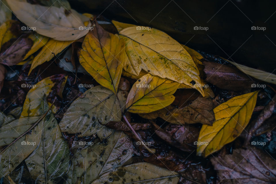 yellow leaves in the rain