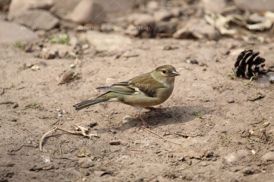 Chaffinch hen