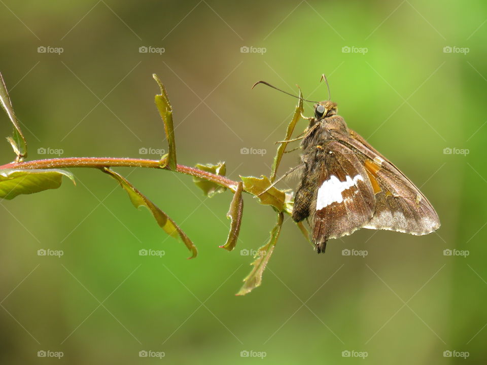 Silver-spotted skipper