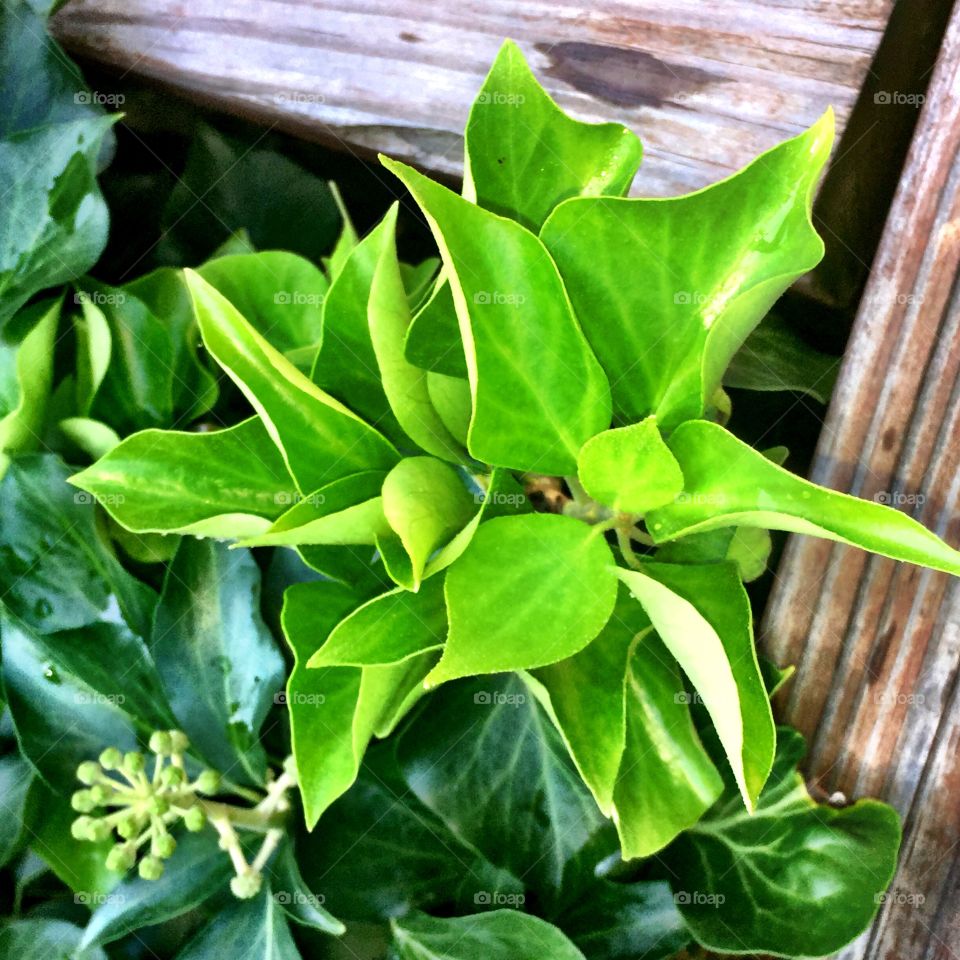 English Ivy Growth 
