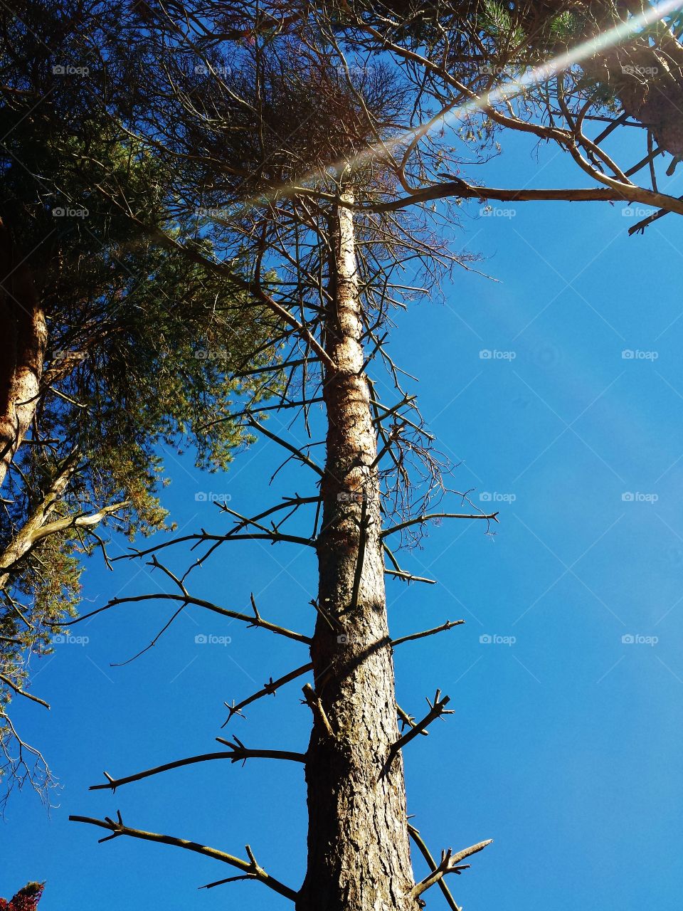 sun streaked tree