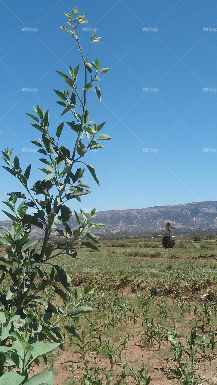 Beautiful landscape in rural.