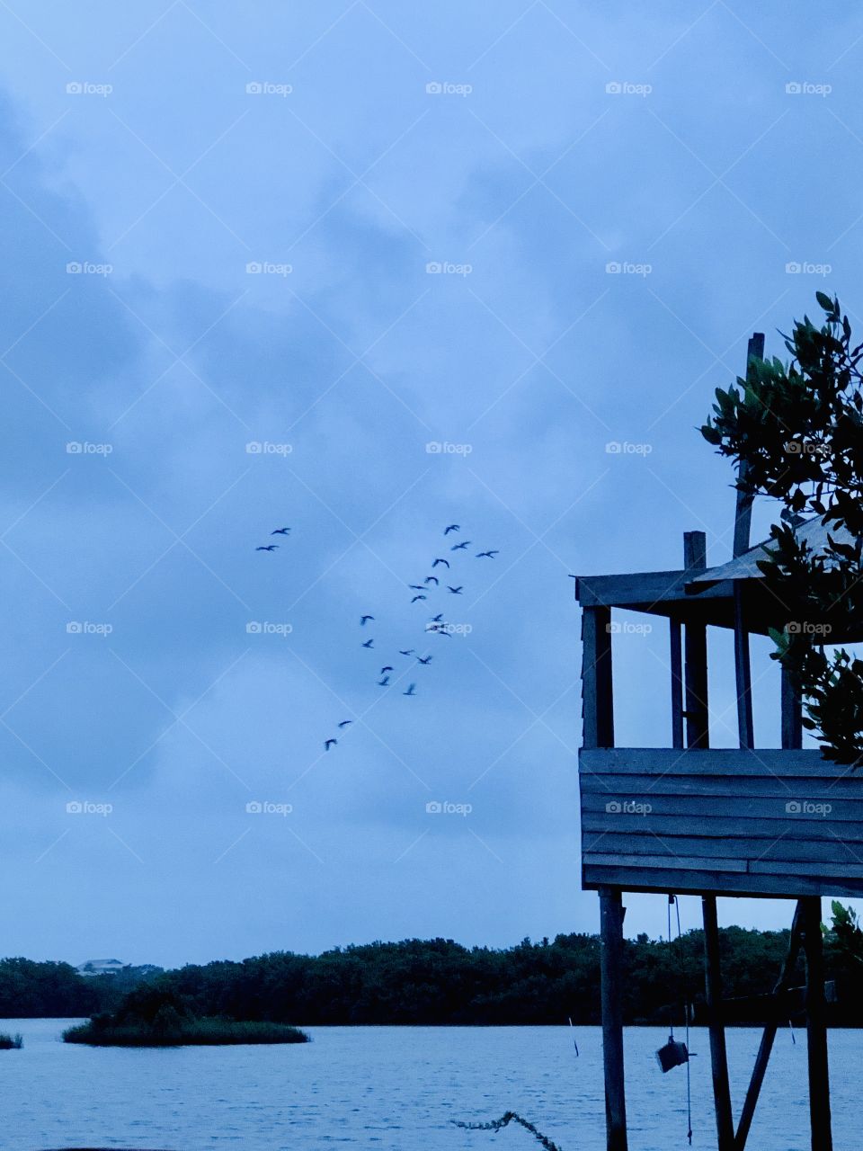 Flock of flying birds in distance at daybreak on bayou