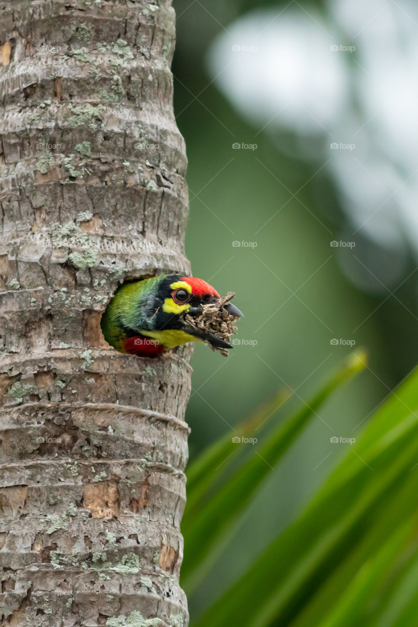 Busy to make new nest