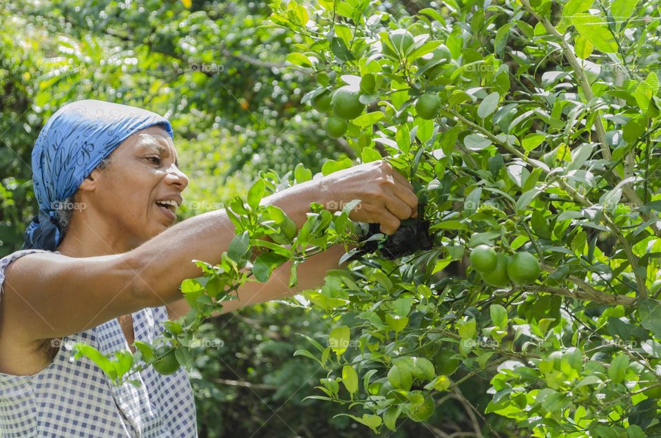 Woman Propagating Lime Plants