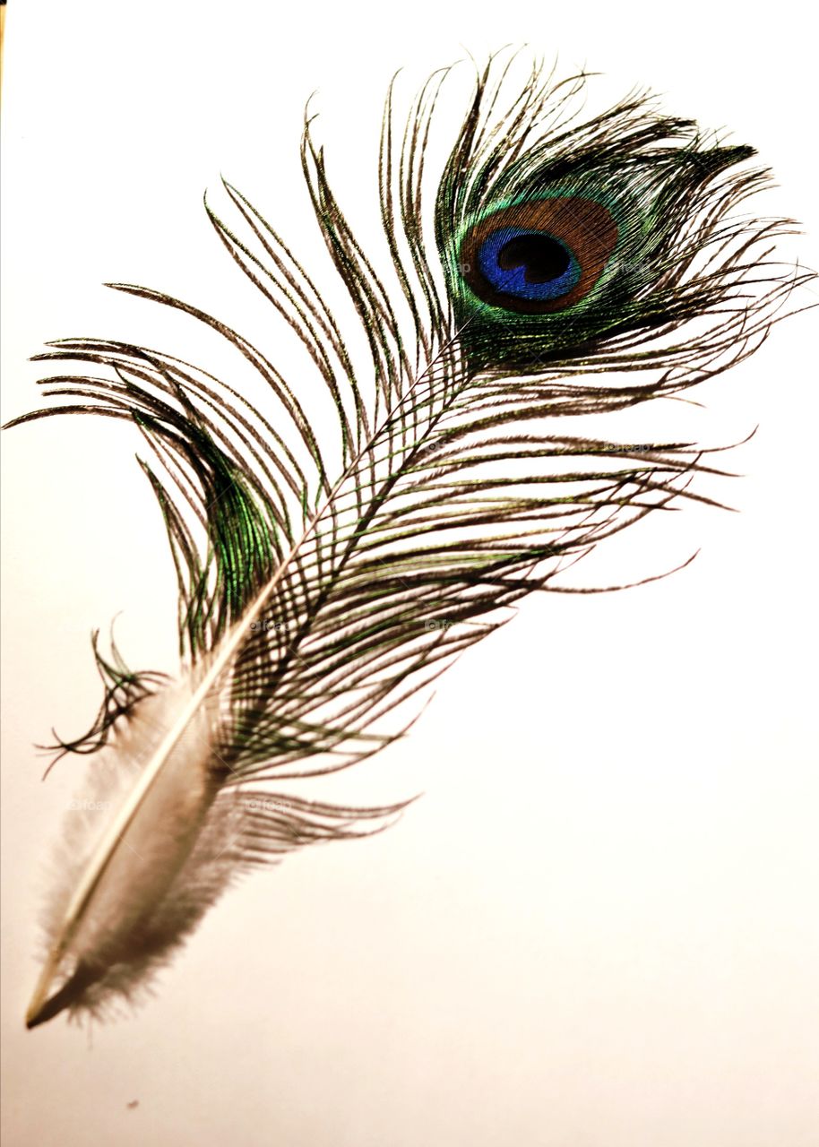 Something beautiful-peacock feather ;)