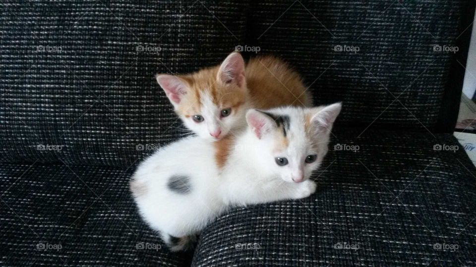 sweet kitty cats