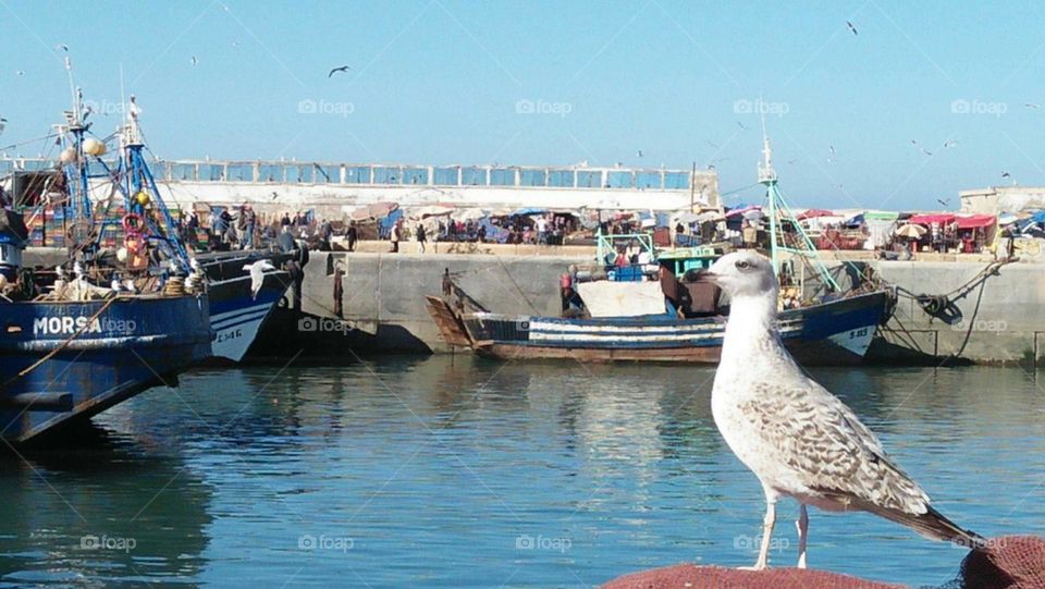 Beautiful seagull at harbour.