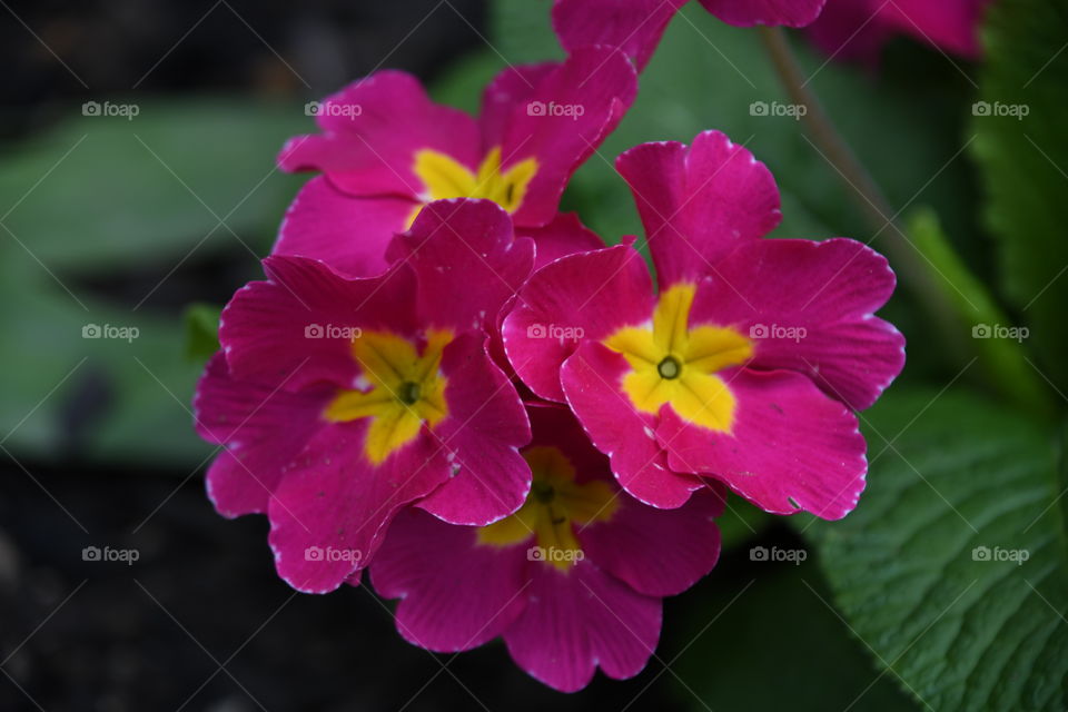 pink and yellow flower