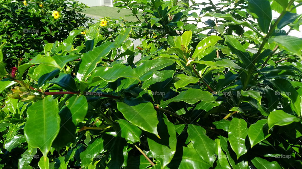 ARBUSTO DAS FLORES ALAMANDA