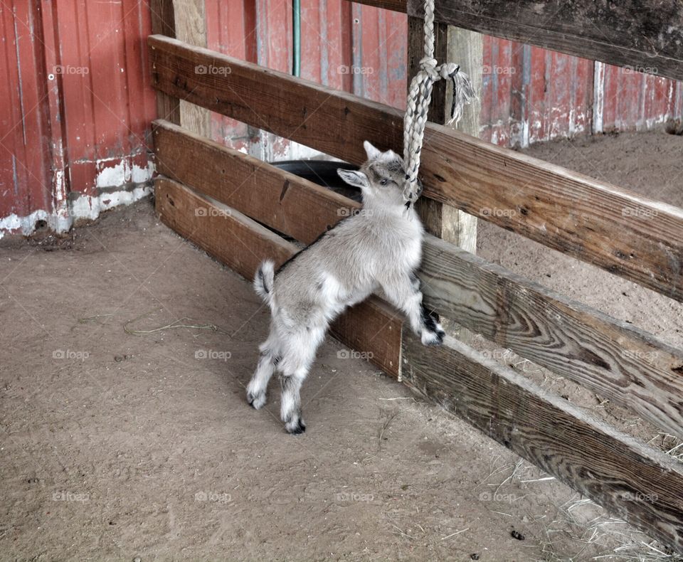 Playful rope goat