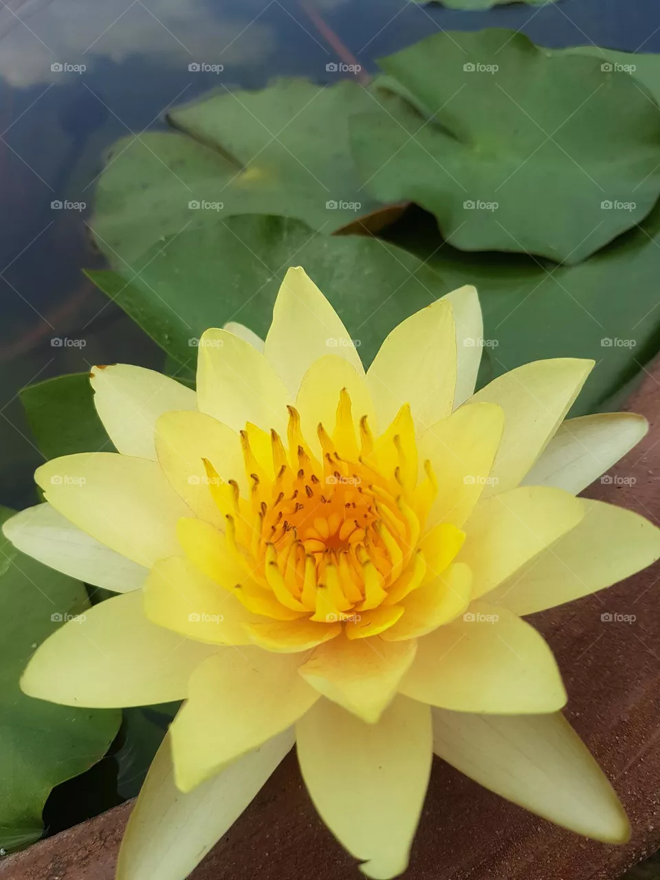 Lotus flower in the garden
