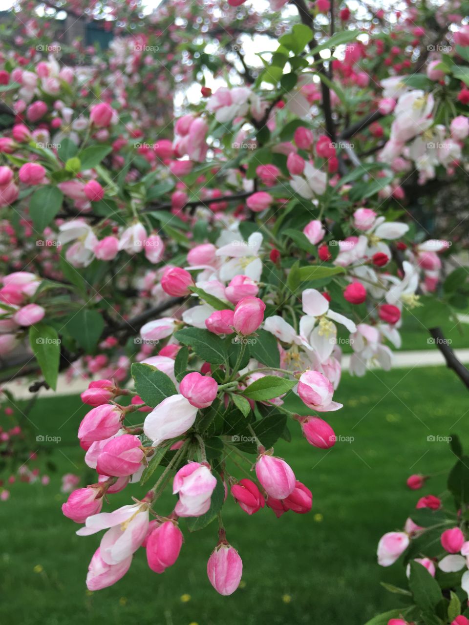 Pink and white blossoms