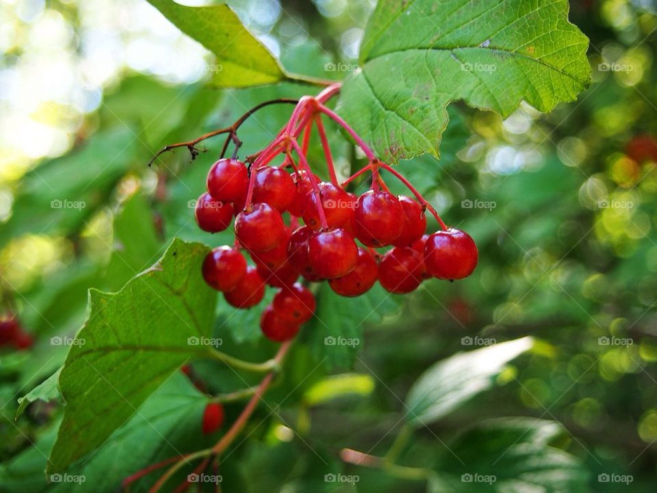 Wisconsin Berries.....