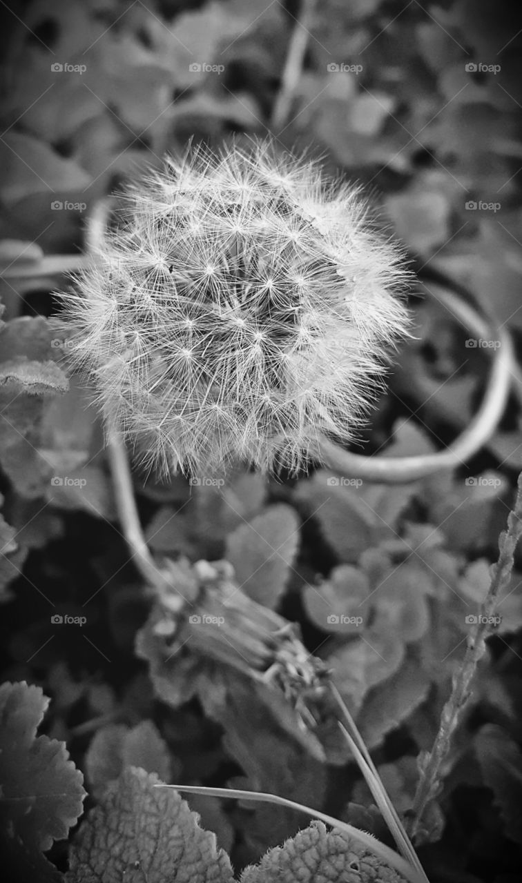 Black and white dandelion