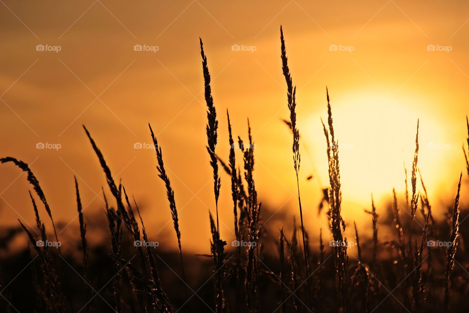 Grass and Sunset.

Silhouette landscape view of tall grass with yellow golden sunset in the background.