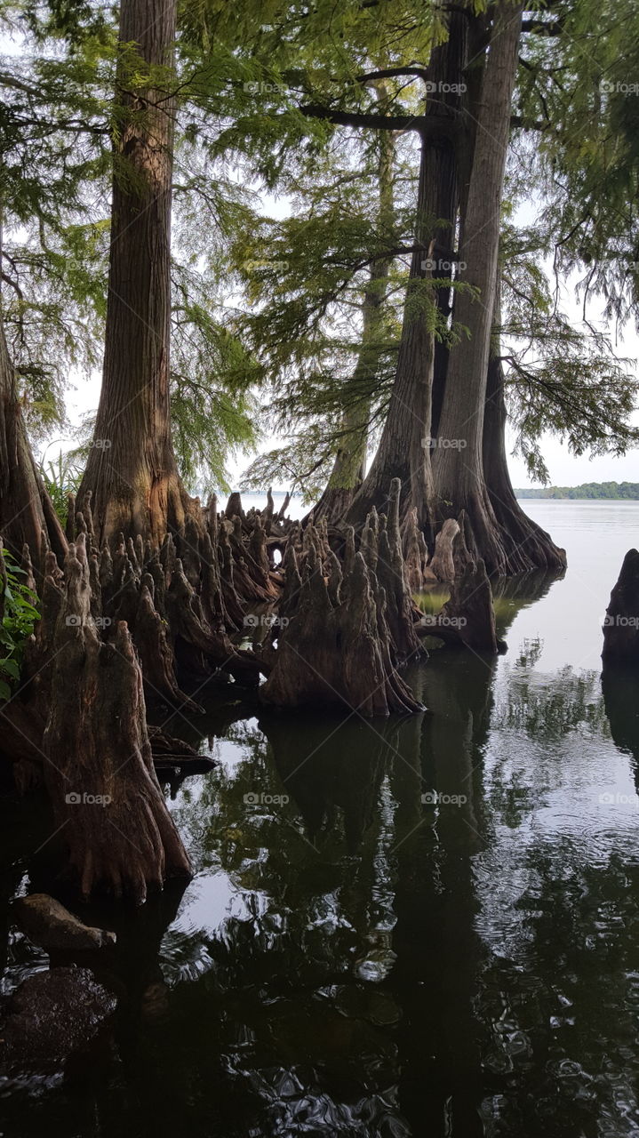 reelfoot state park p