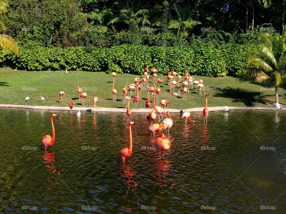 Flamingo Hoard