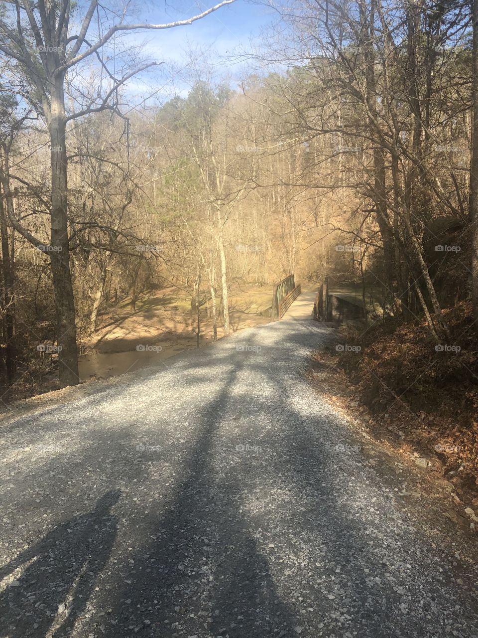 A sunlit road that goes back into the woods in Georgia inviting you to go look see. 