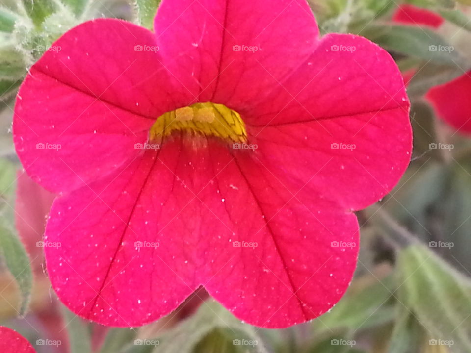 red petals yellow middle