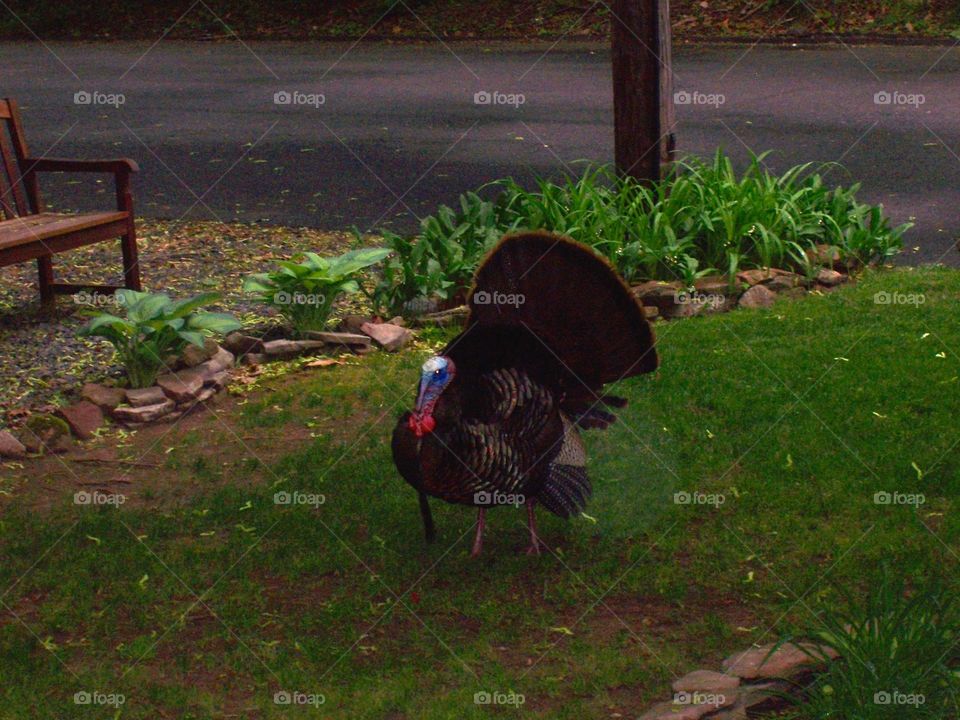 Tom the turkey 