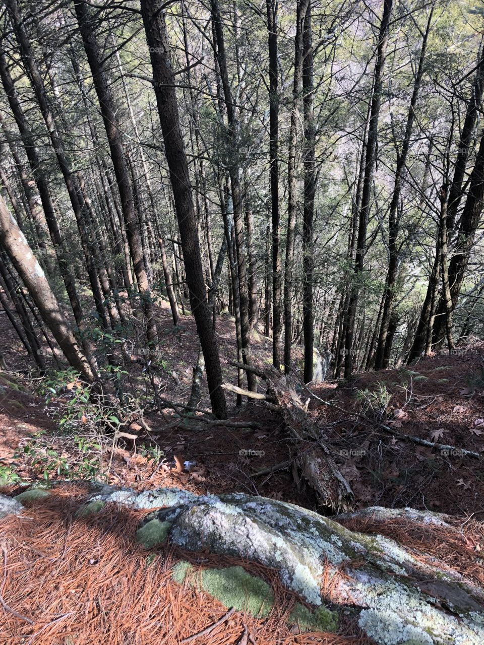 Trees...Long-Way Down... Scary... Edgy...