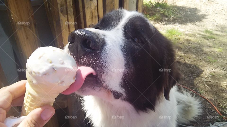 Burt eating ice cream
