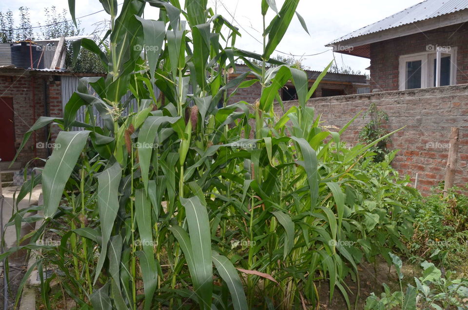 Agriculture, Flora, Farm, Food, Leaf