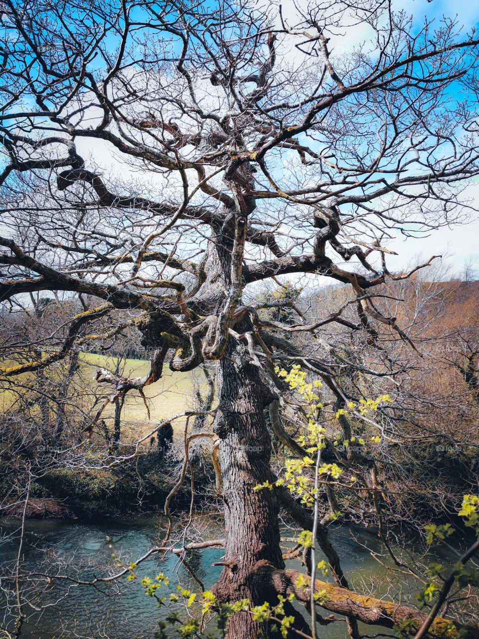 Old twisted tree over a river
