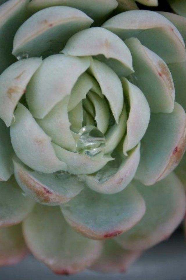 Drop