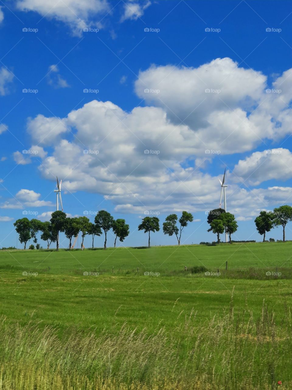 row of trees and windmills against blue sky