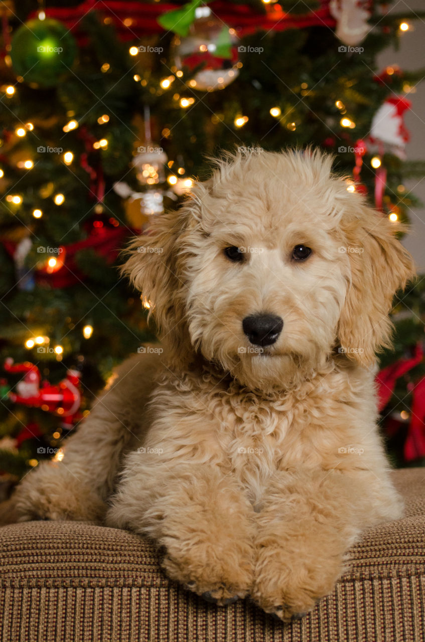 Goldendoodle Puppy’s First Christmas