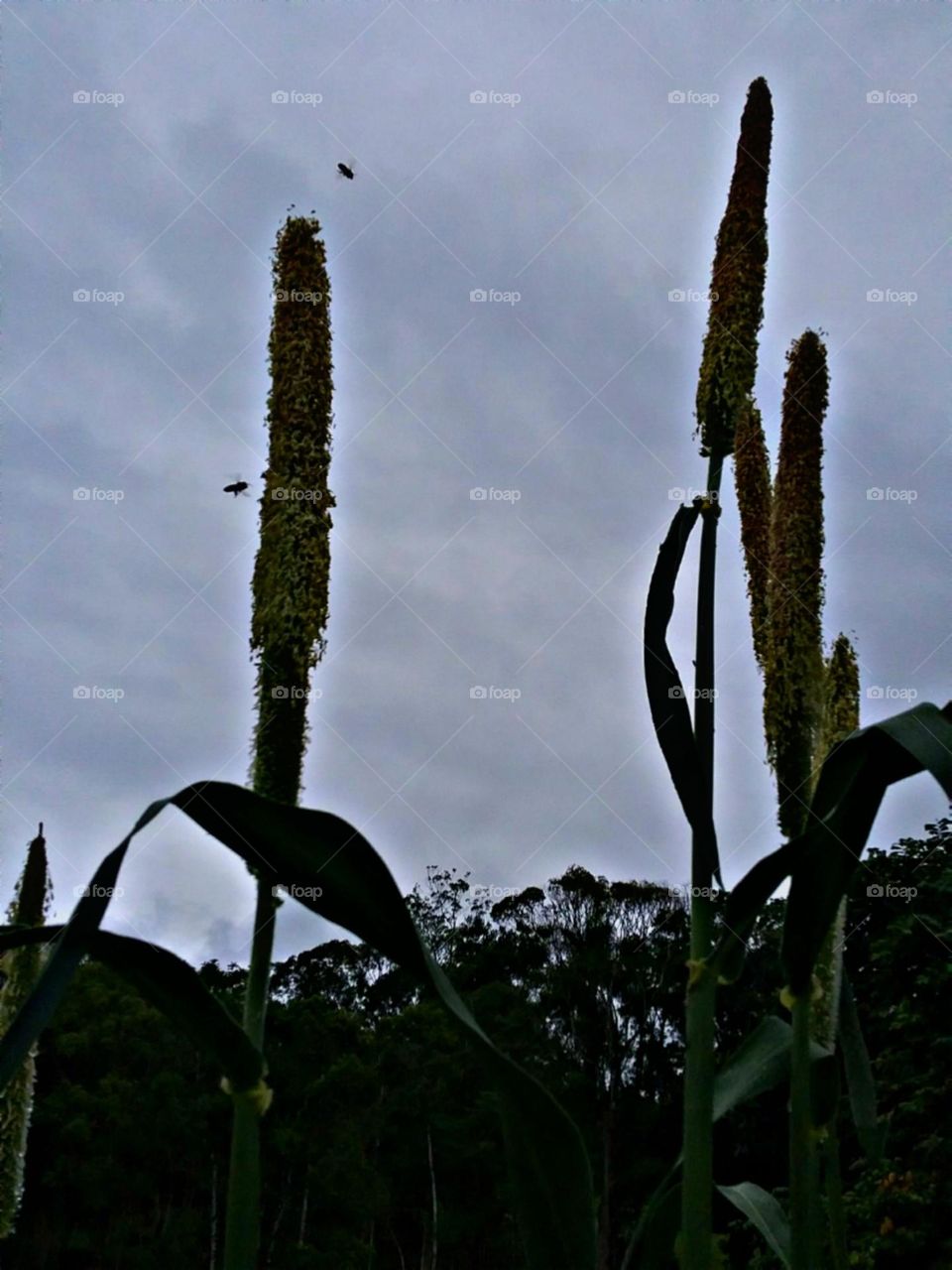 Altíssimas sementes e flores