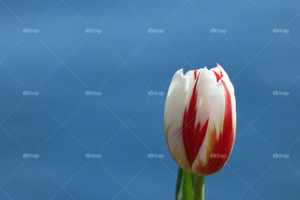 Tulip against blue sky