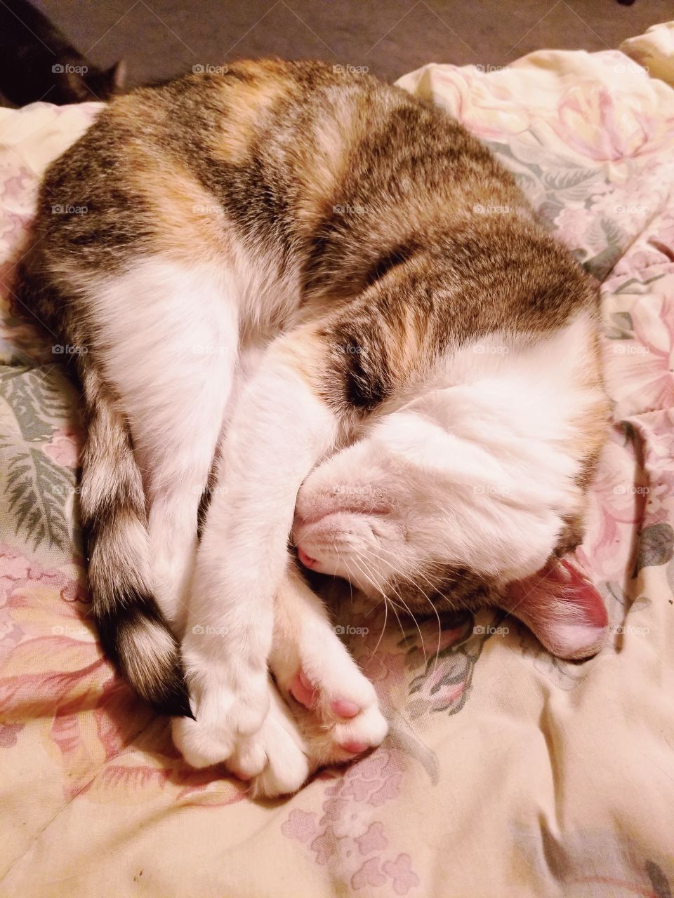 Sleeping Calico cat