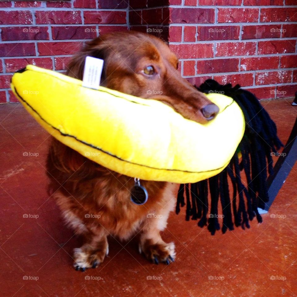 A Dog and His Banana