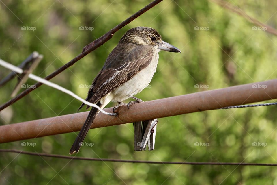 Wild south Australian butcher bird closeup on a backyard clothesline pole 