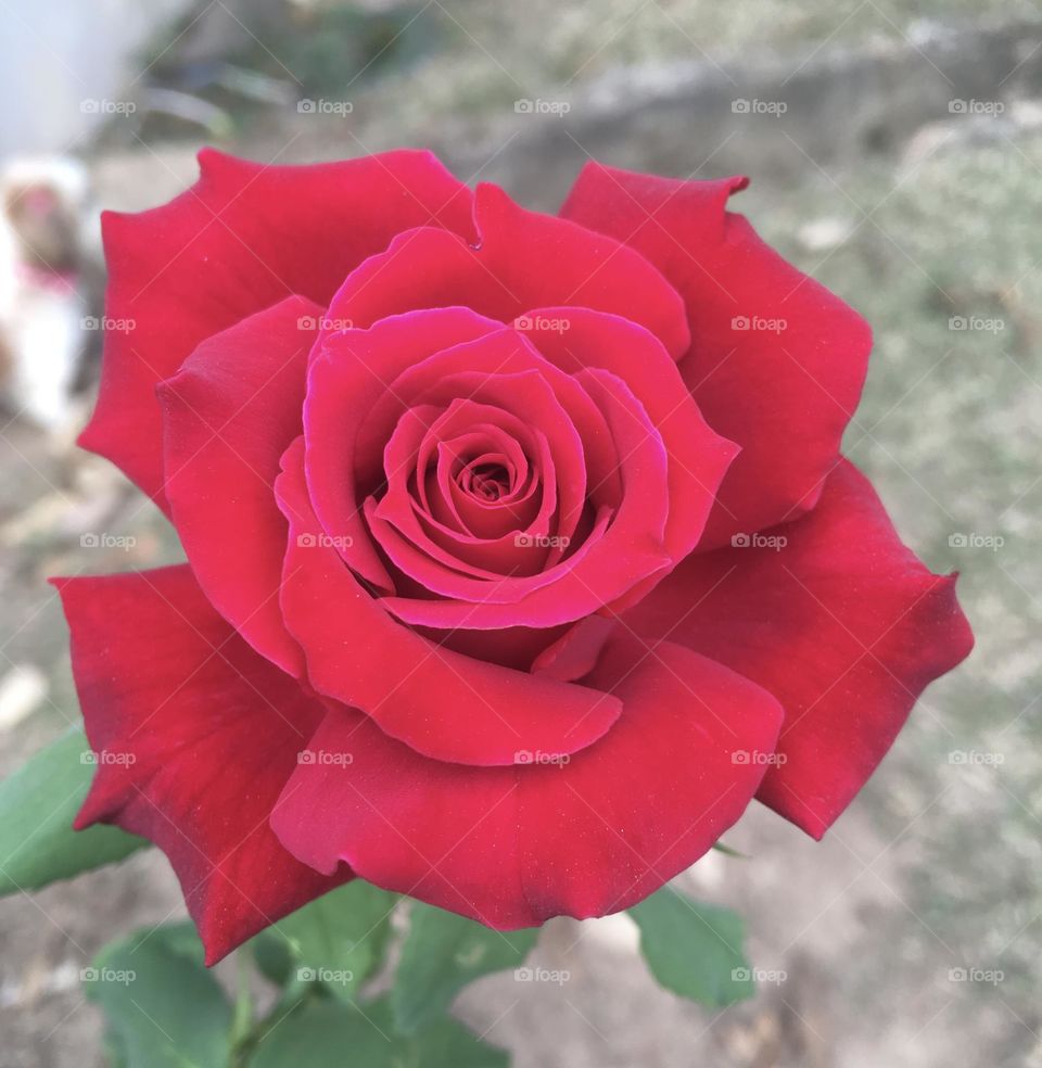 🌹 🇺🇸 Very beautiful flowers to brighten our day.  Live nature and its beauty. Did you like the delicate petals? / 🇧🇷 Flores muito bonitas para alegrar nosso dia. Viva a natureza e sua beleza. Gostaram das pétalas delicadas? 