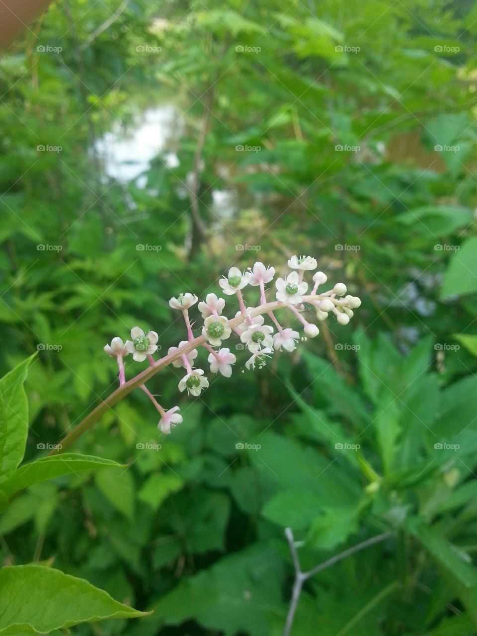 blooms