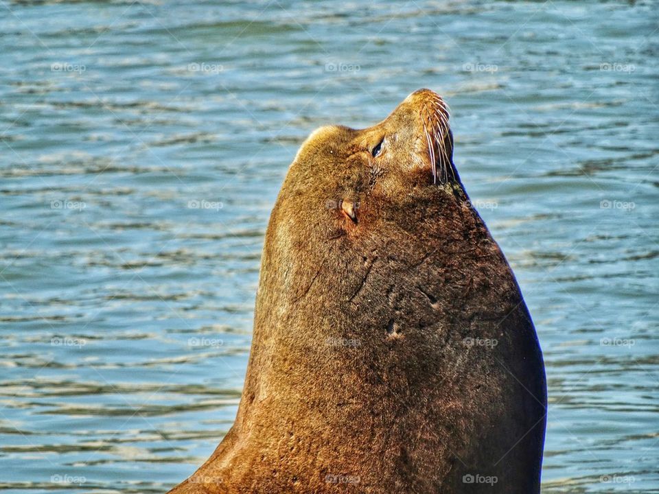 California sea lion